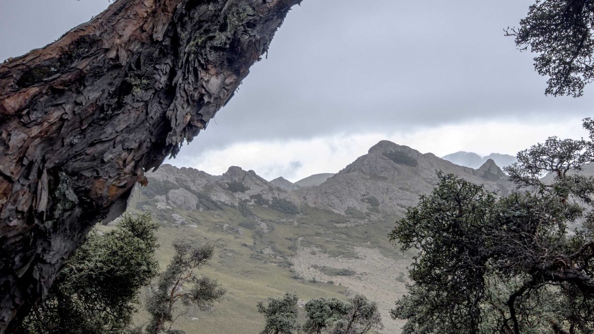 View Through A Polylepis Forest, Chimborazo Wildlife Reserve, Ecuador | ©Angela Drake / Not Your Average American