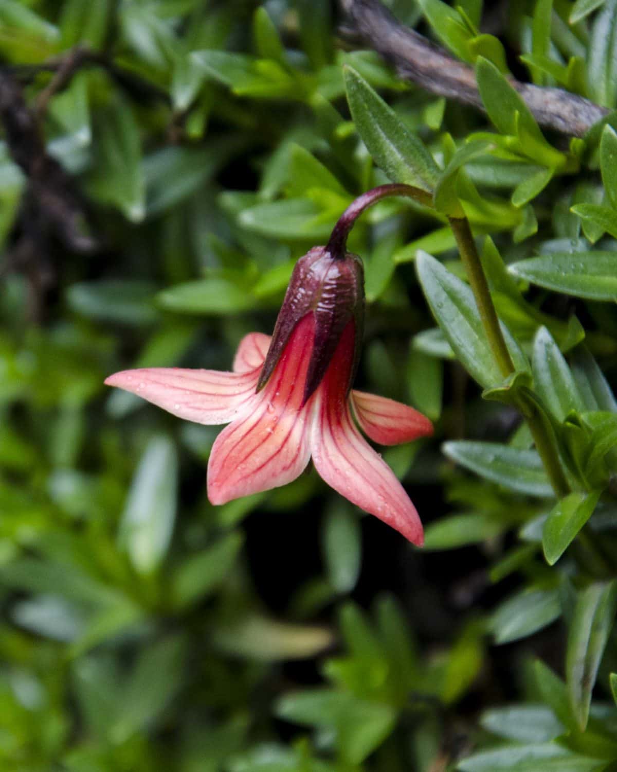 Flower on the Polylepis Trail, Chimborazo Wildlife Reserve, Ecuador | ©Angela Drake / Not Your Average American