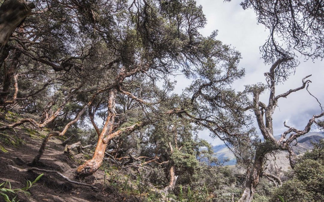 The Polylepis Trail, Chimborazo Wildlife Reserve