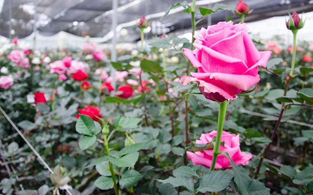 The Gift of High Altitude Ecuadorian Roses