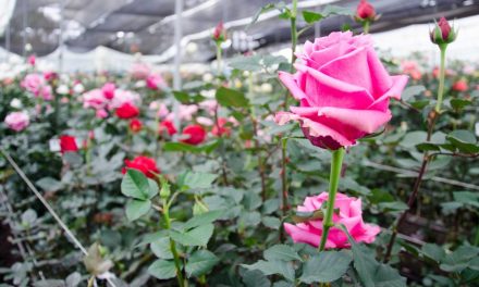 The Gift of High Altitude Ecuadorian Roses