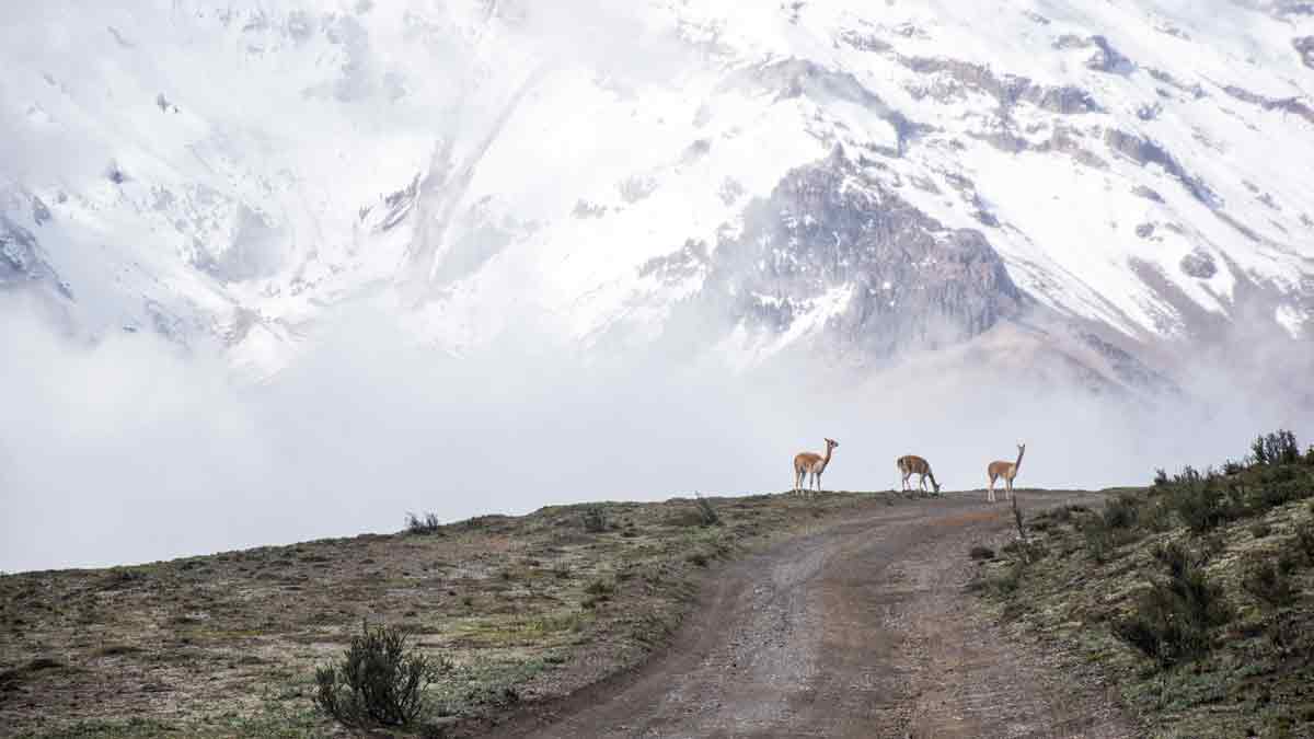 Backroad to Chimborazo Polylepis Forest, Chimborazo Wildlife Reserve, Ecuador | ©Angela Drake / Not Your Average American