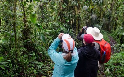 Useful Bird Guides For Your Trip To Ecuador