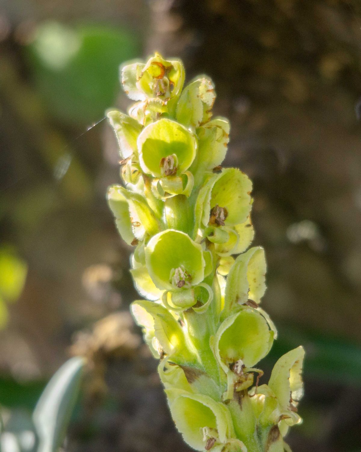 Orchids on a rocky cliff face, Yanacocha Reserve, April 2014 | ©Angela Drake