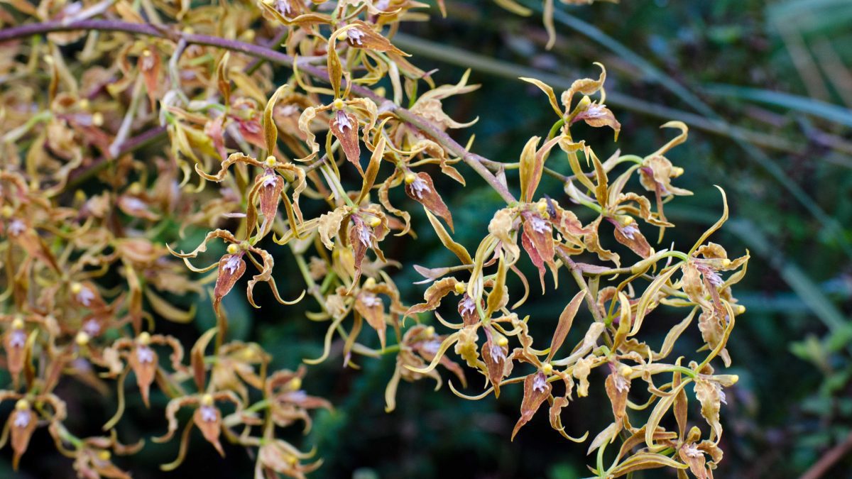 Orchids from the Yanacocha Reserve, November 2015 | ©Angela Drake