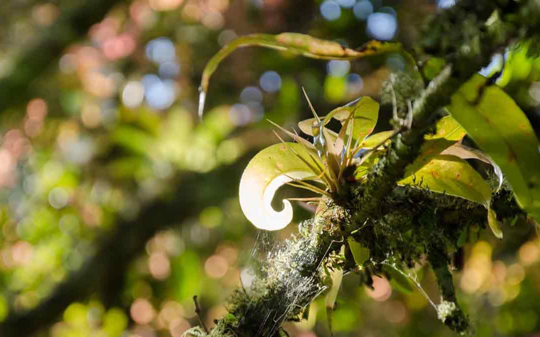 The Loja Botanical Garden