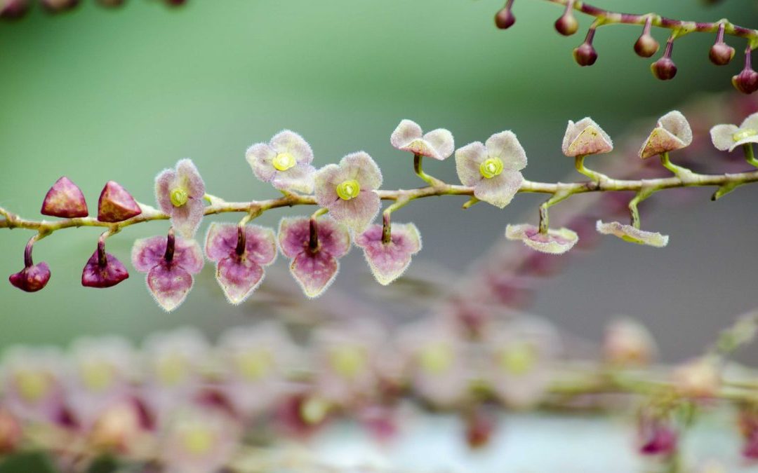 The Best Places to See Orchids in Ecuador