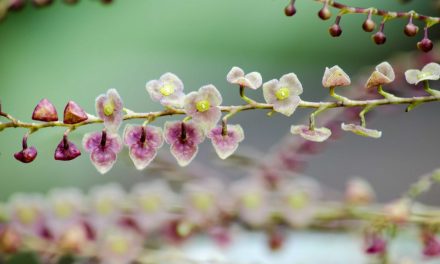 The Best Places to See Orchids in Ecuador