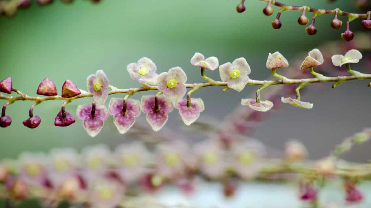 Los mejores lugares para ver orquídeas en Ecuador