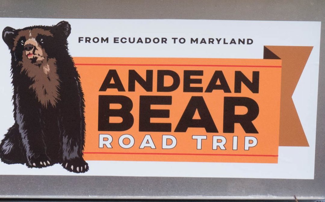 An Interview with Pinocchio the Andean Bear