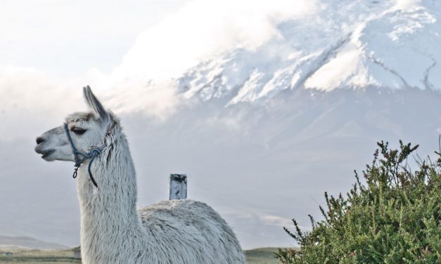 The Essential Ecuador Pre-Trip To-Do List