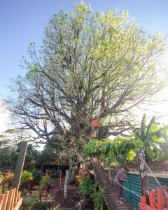 The oldest and widest ceibo in Ecuador, San Cristobal, The Galapagos | ©Angela Drake