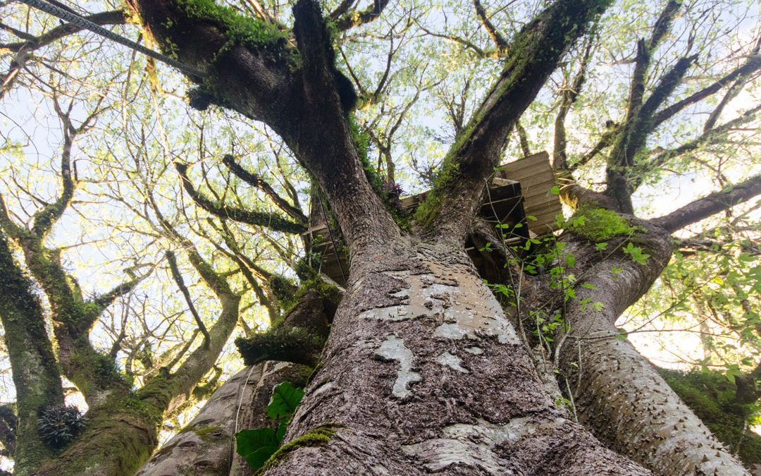 If the Oldest Ceibo Tree in Ecuador Could Tell Tales