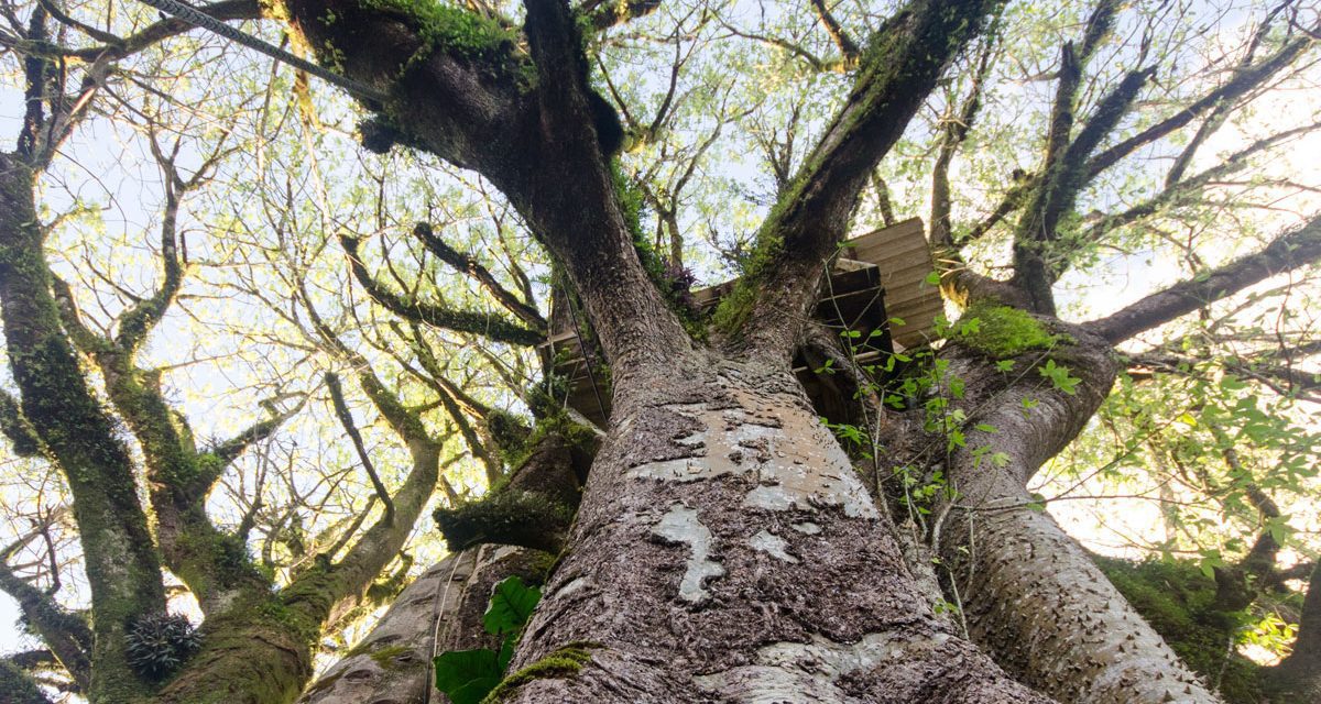 If the Oldest Ceibo Tree in Ecuador Could Tell Tales