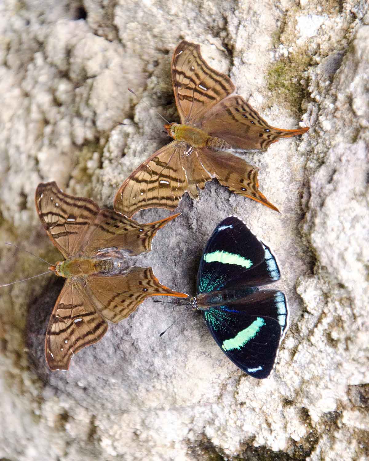 Butterflies along the Ruta del Colibrí in Nono, Ecuador| ©Angela Drake