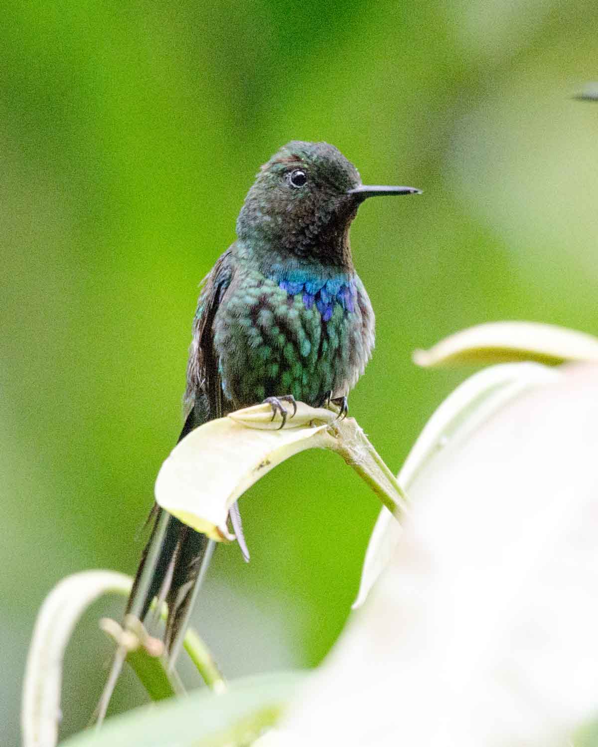 A Green Thorntail hummingbird seen at the Mindo Cloud Forest Foundation | ©Angela Drake