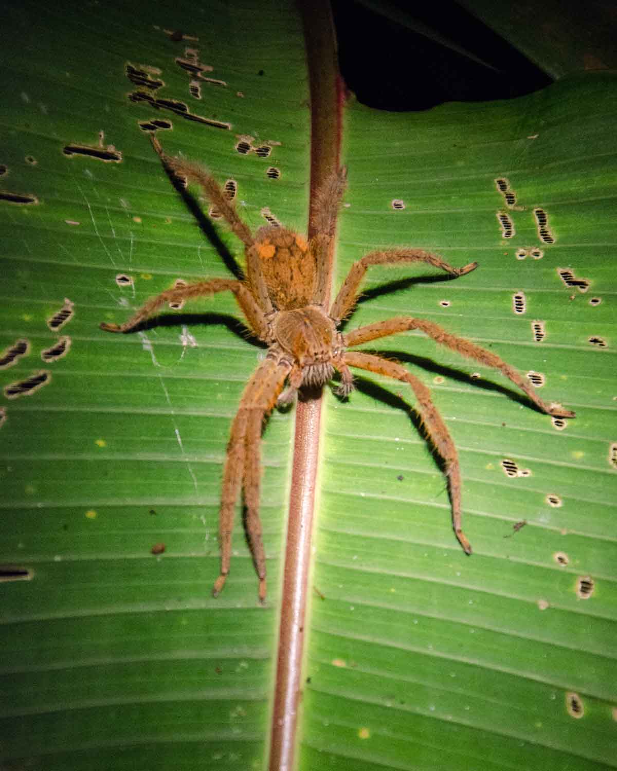 A unidentified tarantula spider seen at the Ecolodge San Jorge de Milpe | ©Angela Drake