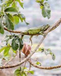 Iguana Looking Out at Guayaquil, Ecuador | ©Angela Drake