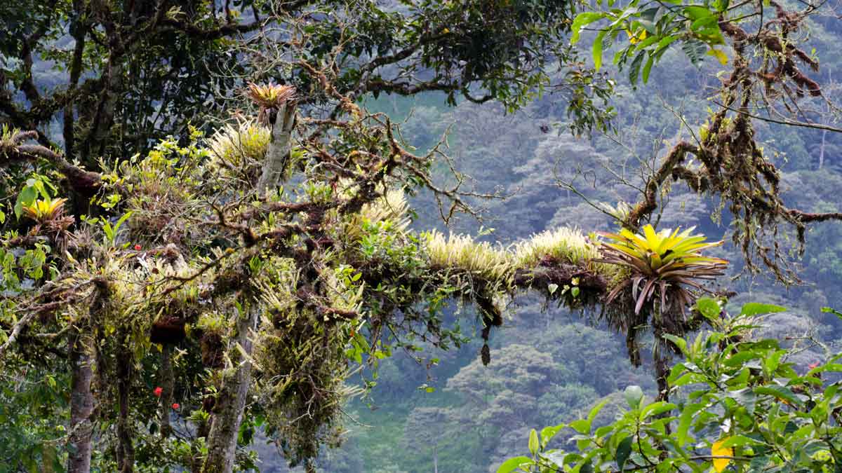 A tree limb covered with epiphytes, Tandayapa Valley, Ecuador | ©Angela Drake