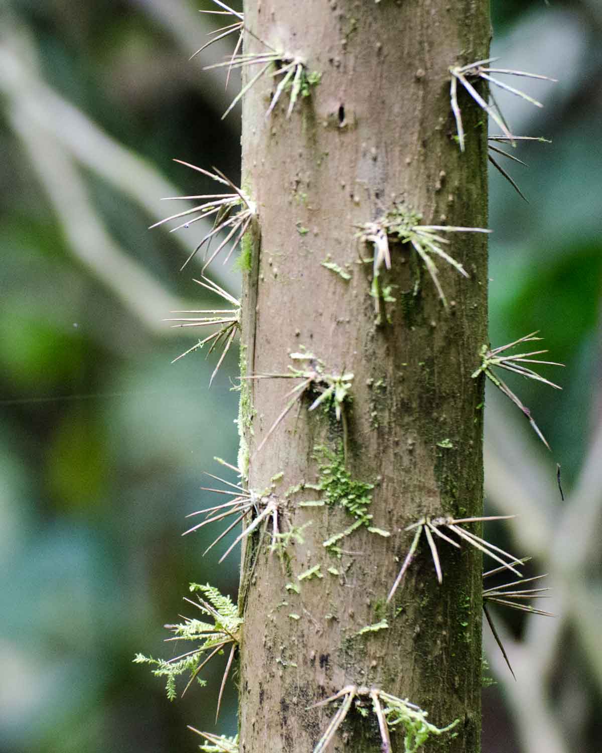 Example of spines on a tree in the cloud forests of the Choco Andino, Ecuador | ©Angela Drake