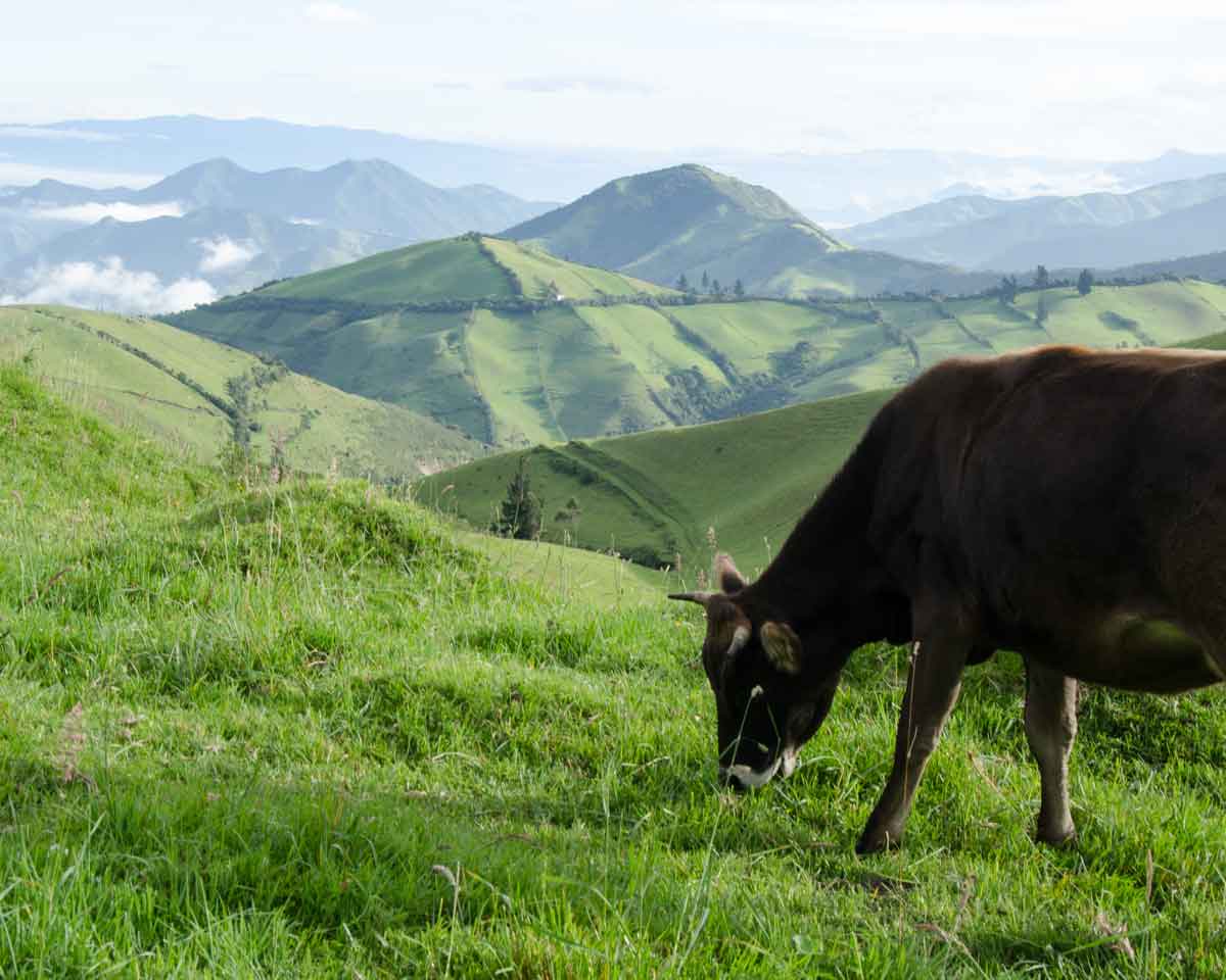 High altitude farm near the Yanacocha Reserve, part of the Choco Andino Biosphere Reserve, Ecuador | ©Angela Drake