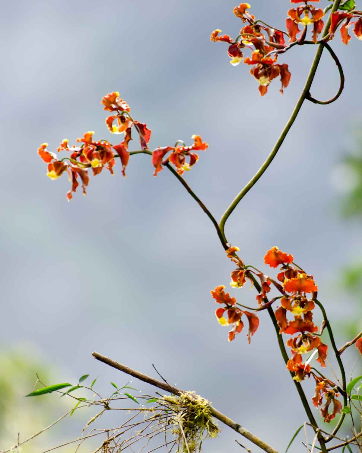 Orchids from Choco Andino de Pichincha Biosphere Reserve | ©Angela Drake