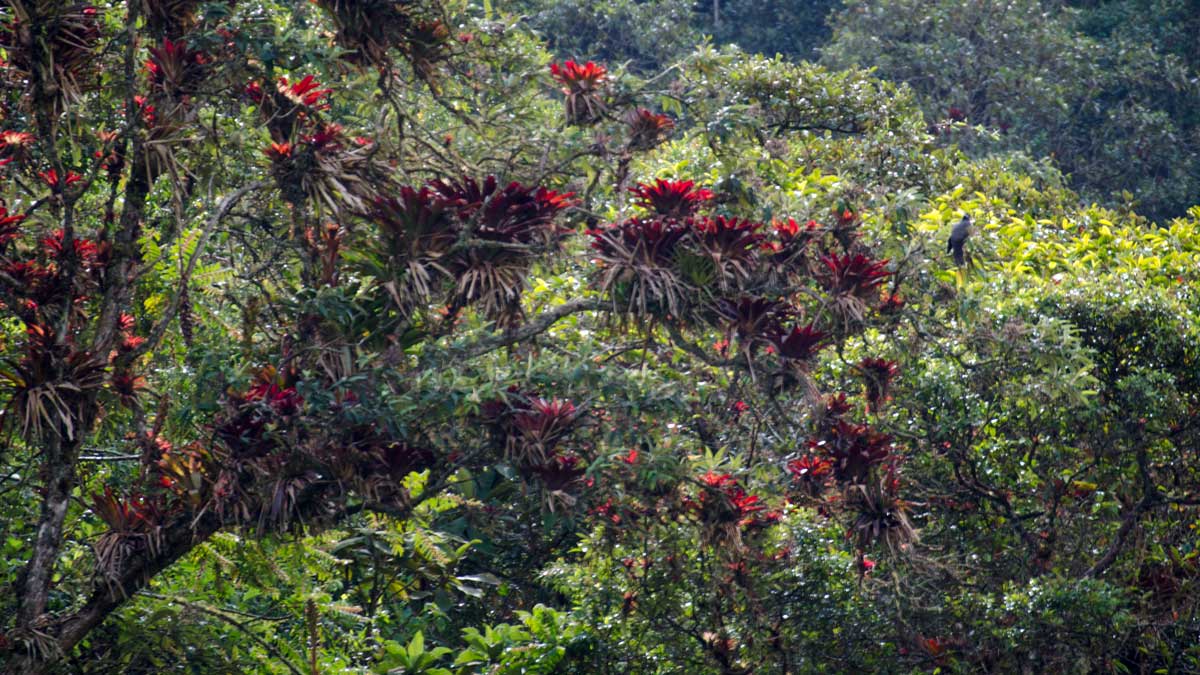 Bromeliads (and a Banded Pigeon) along the Ruta del Colobrí, Ecuador | ©Angela Drake