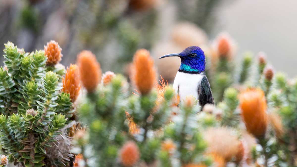 Star of Chimborazo hummingbird, Chimborazo Wildlife Preserve, Ecuador | ©Angela Drake