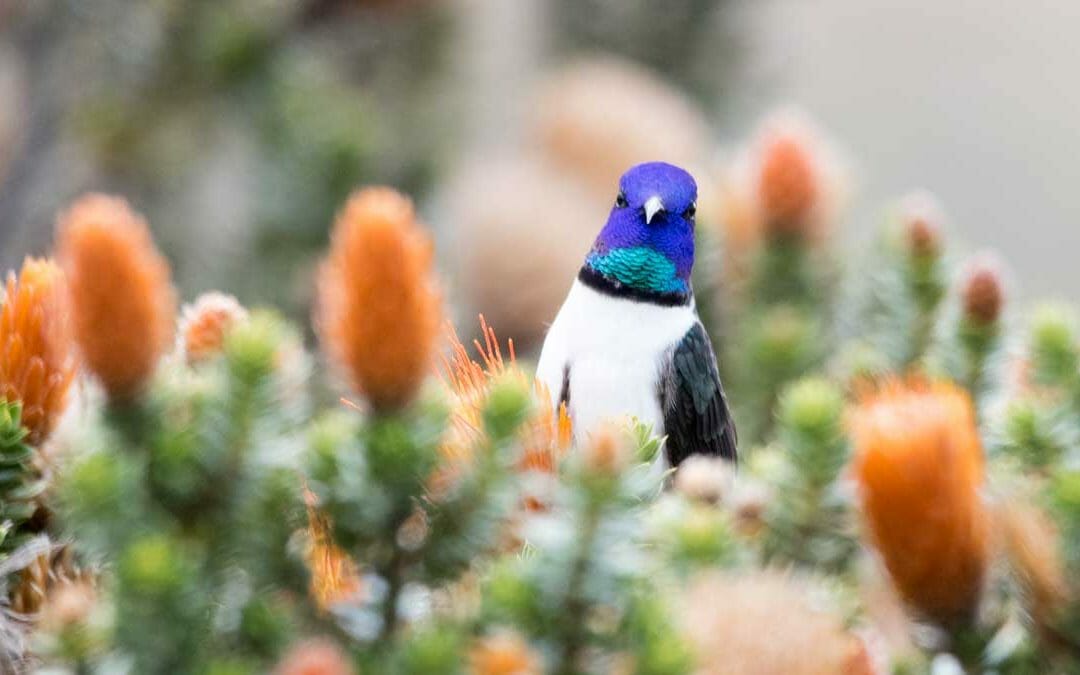 The Iconic Star of Chimborazo Hummingbird