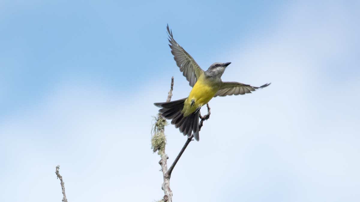 Gray-crowned Flycatcher, San Agustín, Colombia | ©Angela Drake