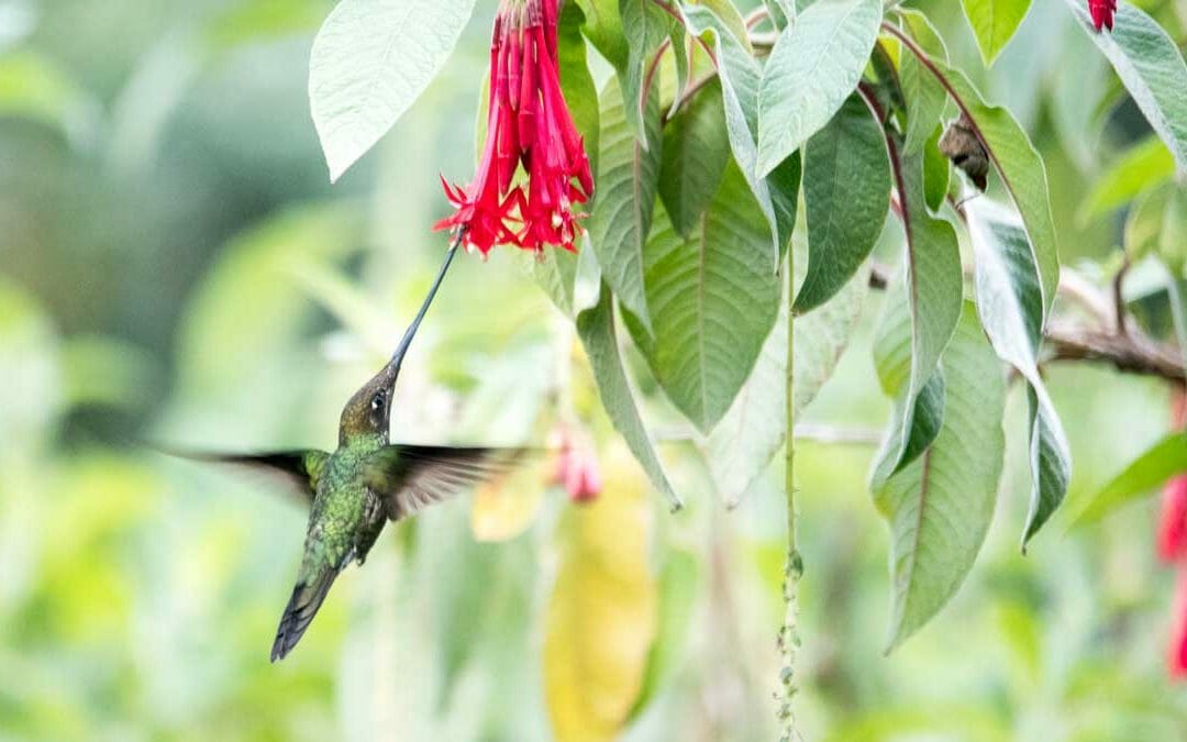 Birdwatching at the Quito Botanical Garden