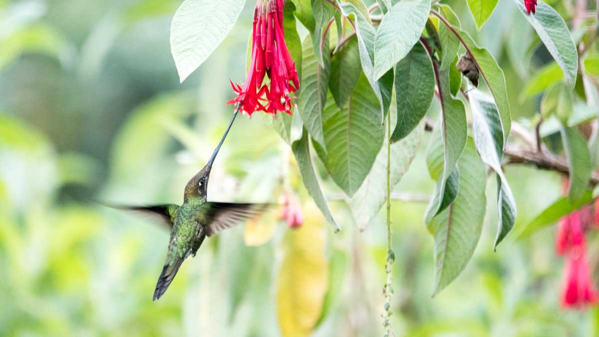 Sword-billed Hummingbird, Quito Botanical Garden, Ecuador | ©Angela Drake