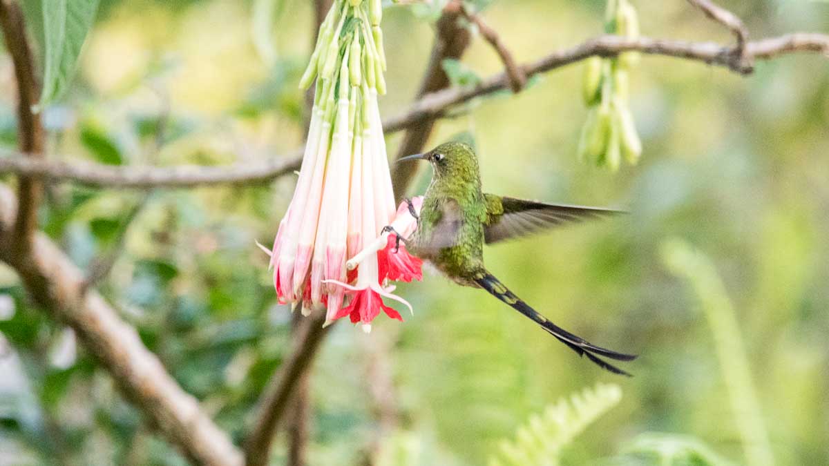 Black-tailed Trainbearer, female, Quito Botanical Garden, Ecuador | ©Angela Drake