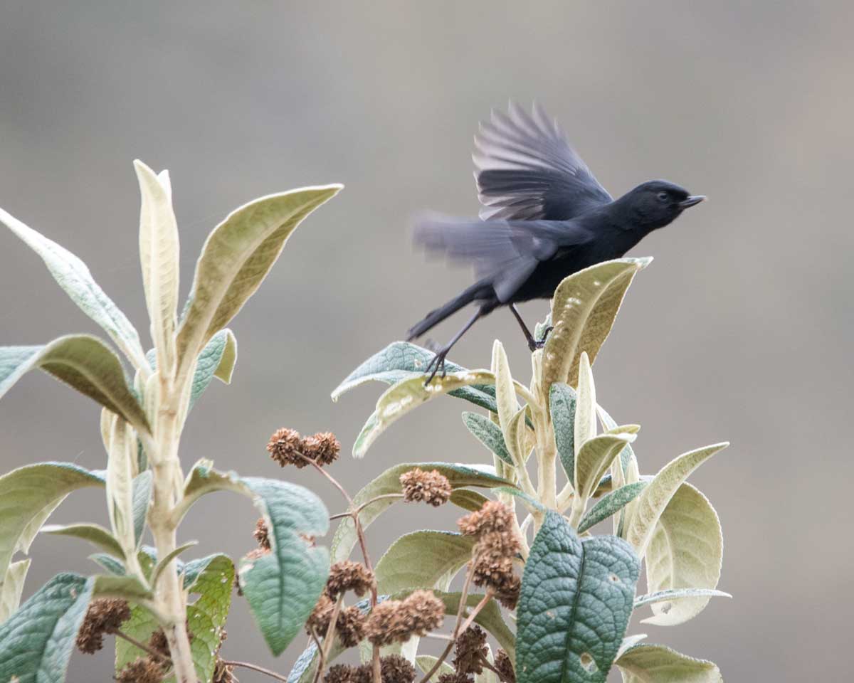 Black Flowerpiercer, Tambo Condor, Ecuador | ©Angela Drake