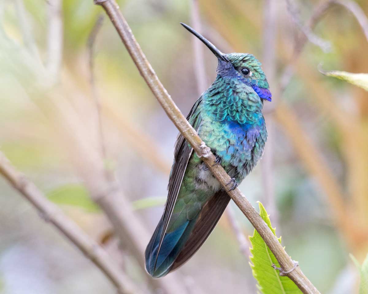 Sparkling Violetear Hummingbird, Tambo Condor, Ecuador | ©Angela Drake