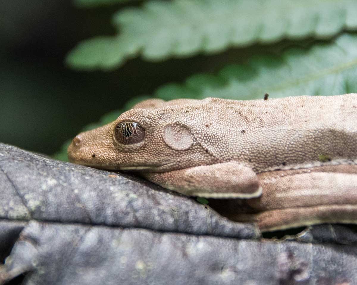 A light brown toad with brown eye glazed with golden threadlike covering sits calmly on leaf litter in the forest.