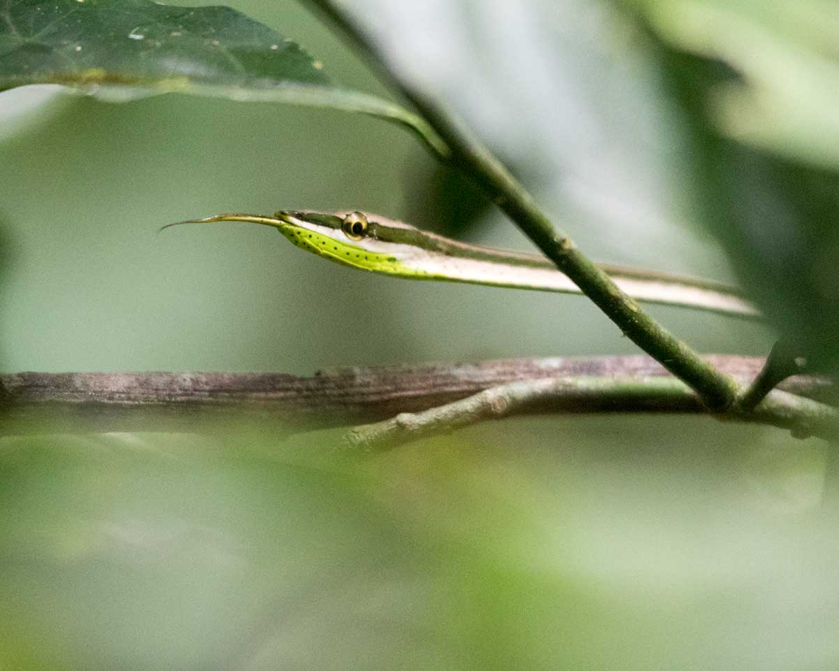 Vine Snake; Dracaena Lodge, Cuyabeno, Ecuador | ©Angela Drake