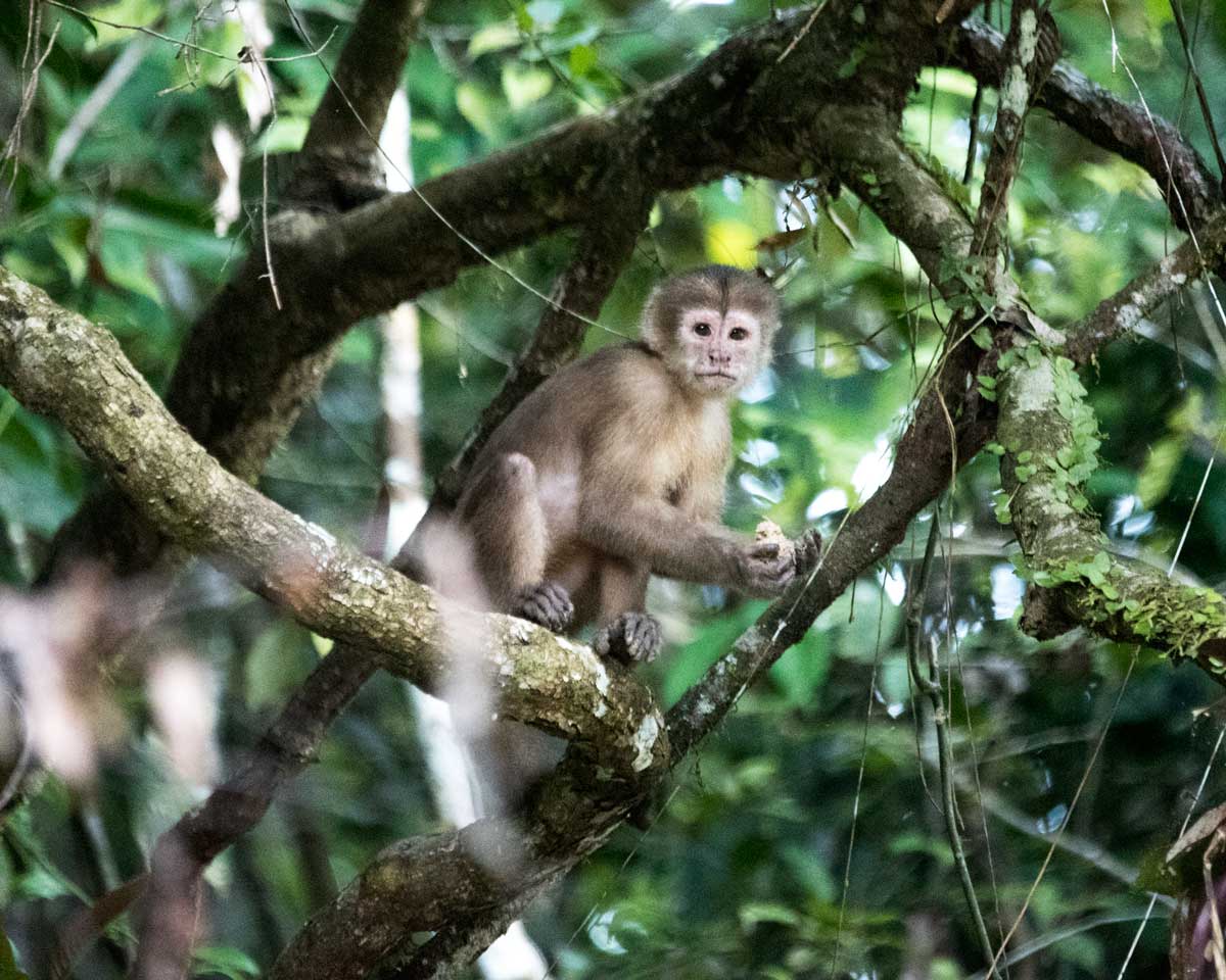 Capuchin Monkey; Upper Cuyabeno, Ecuador | ©Angela Drake