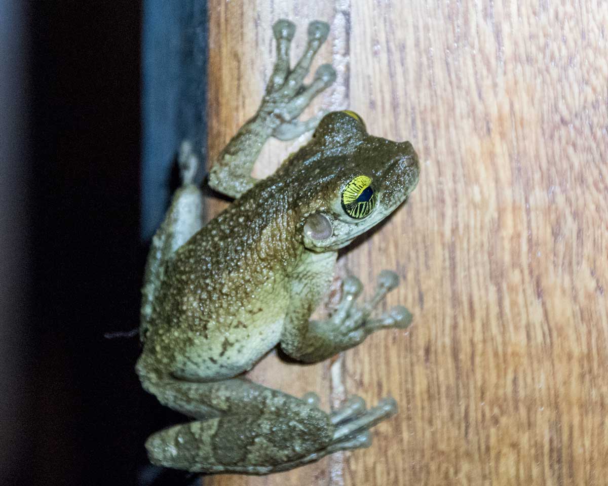 Unidentified Frog; Dracaena Lodge, Cuyabeno, Ecuador | ©Angela Drake