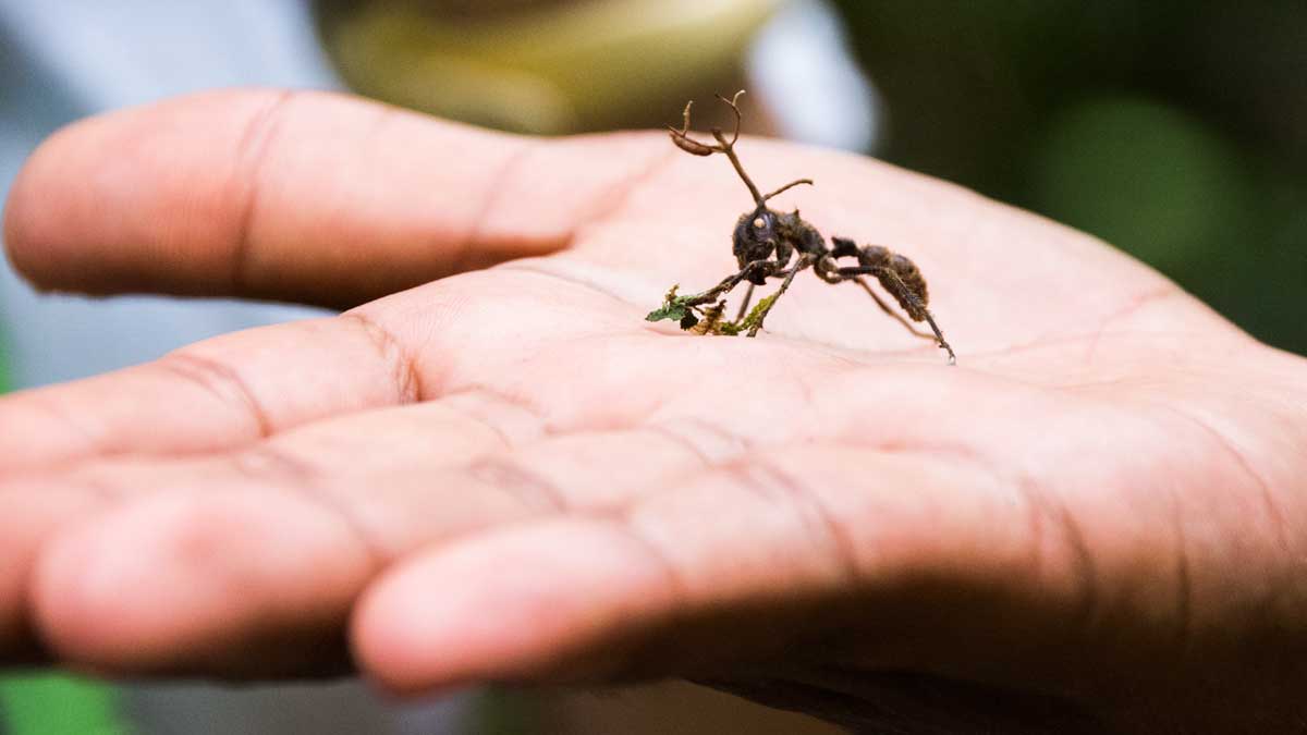 Ant Attacked by Zombie Fungus; Dracaena Lodge, Cuyabeno, Ecuador | ©Angela Drake