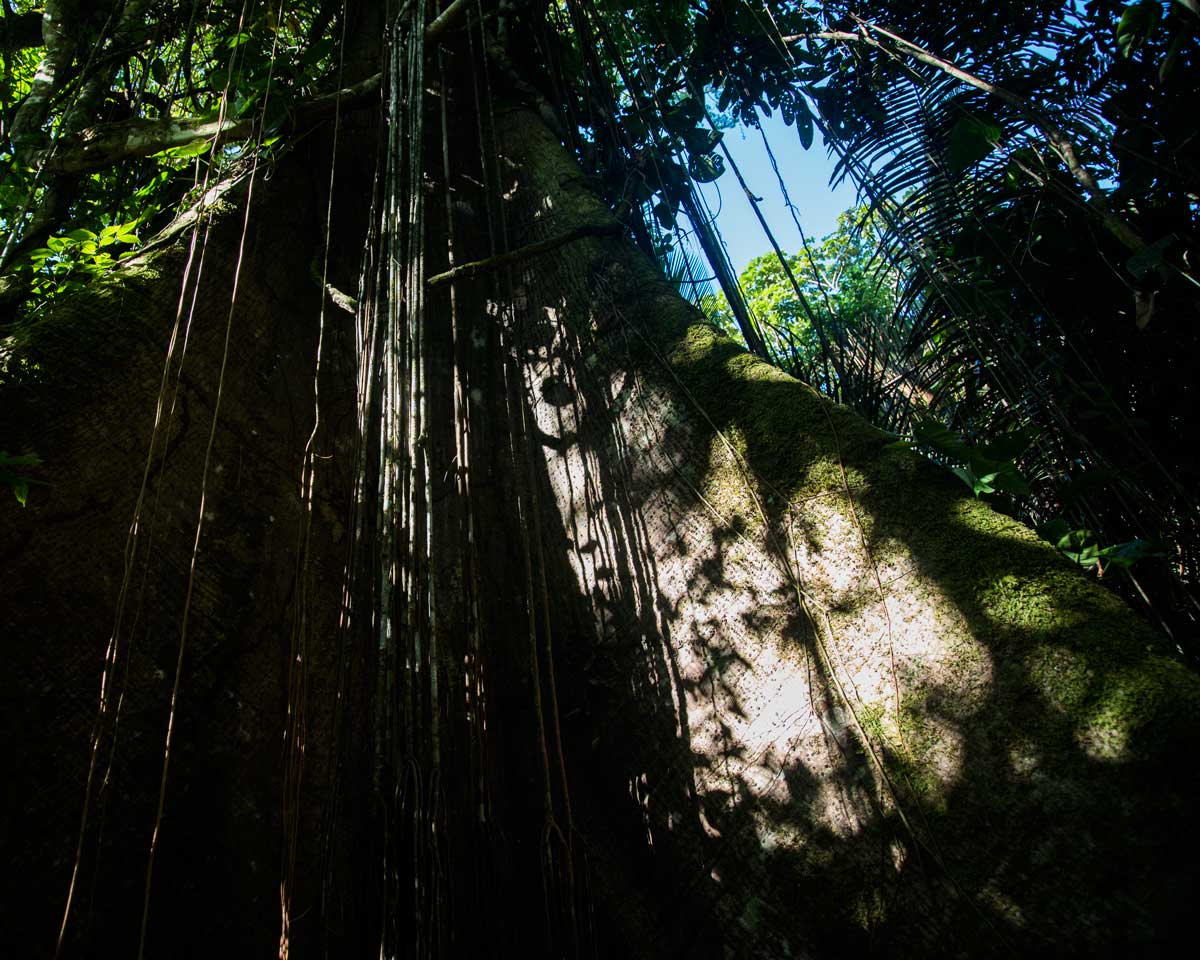 Foot of a Ceibo Tree; Dracaena Lodge, Cuyabeno, Ecuador | ©Angela Drake