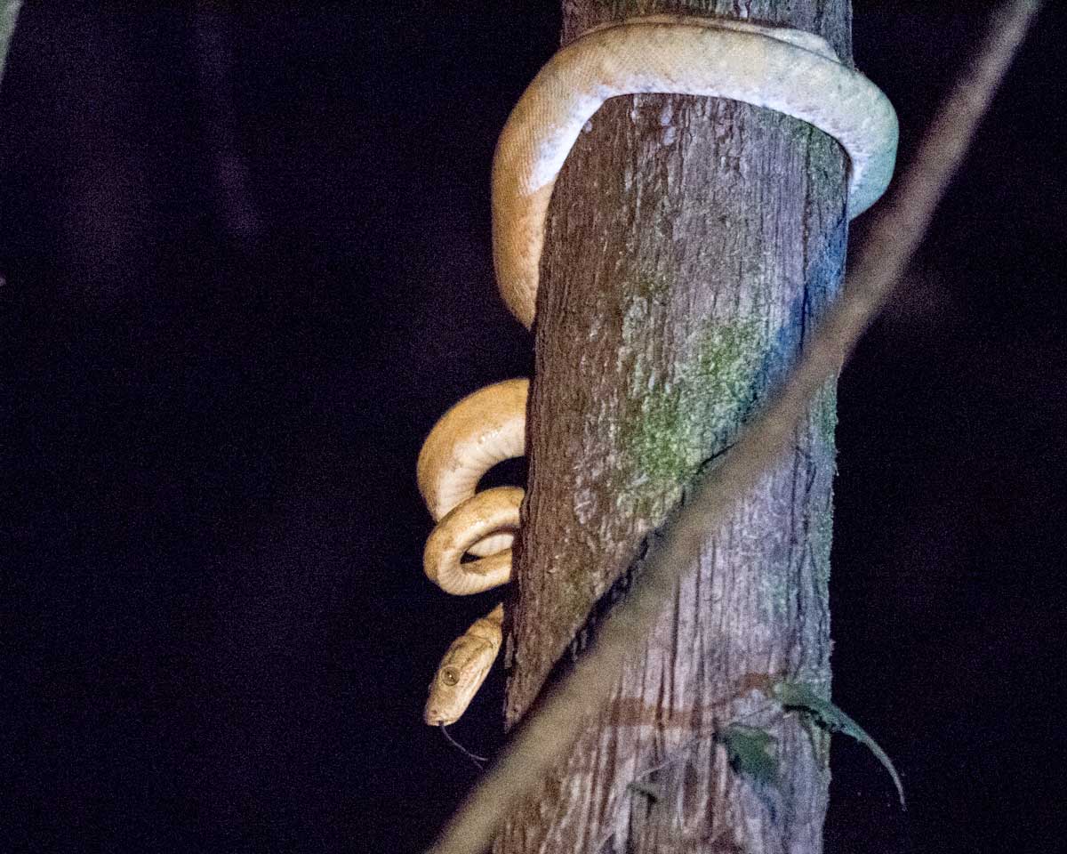 Unidentified Boa at Night, Laguna Grande, Cuyabeno Wildlife Reserve, Ecuador | ©Angela Drake