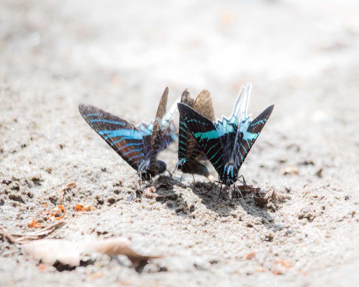 Swallow Tail Butterflies, Lower Cuyabeno, Cuyabeno, Ecuador | ©Angela Drake