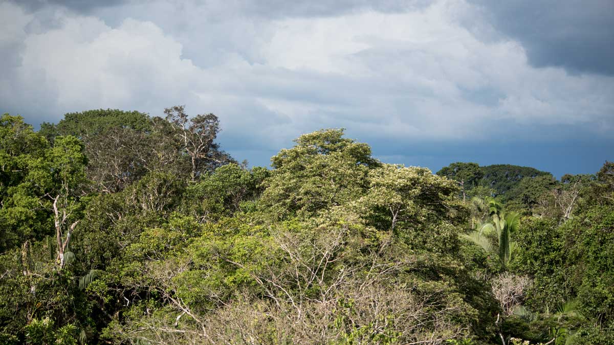 View from the Bird Watching Tower, Playas de Cuyabeno, Ecuador | ©Angela Drake