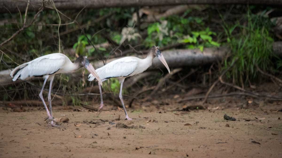 Wood Storks, Lower Cuyabeno, Cuyabeno, Ecuador | ©Angela Drake