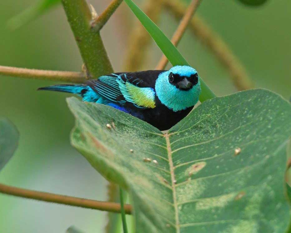 Blue-necked Tanager, La Bikok Ecolodge, Mindo, Ecuador | ©Nicolaj Ullmann