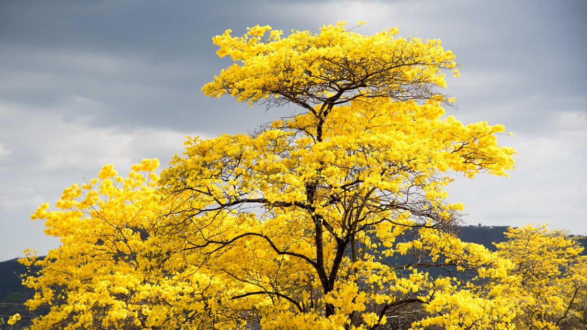 A towering Guayacan in Mangahurco, Ecuador | ©Angela Drake