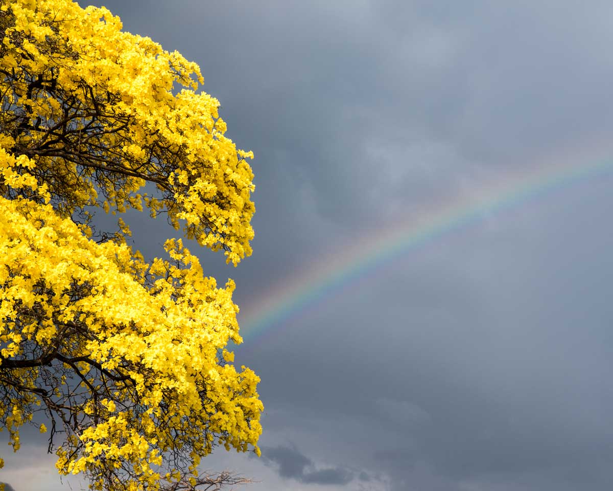 The yellow of the Guayacan competes with a rainbow;  Mangahurco, Ecuador | ©Angela Drake