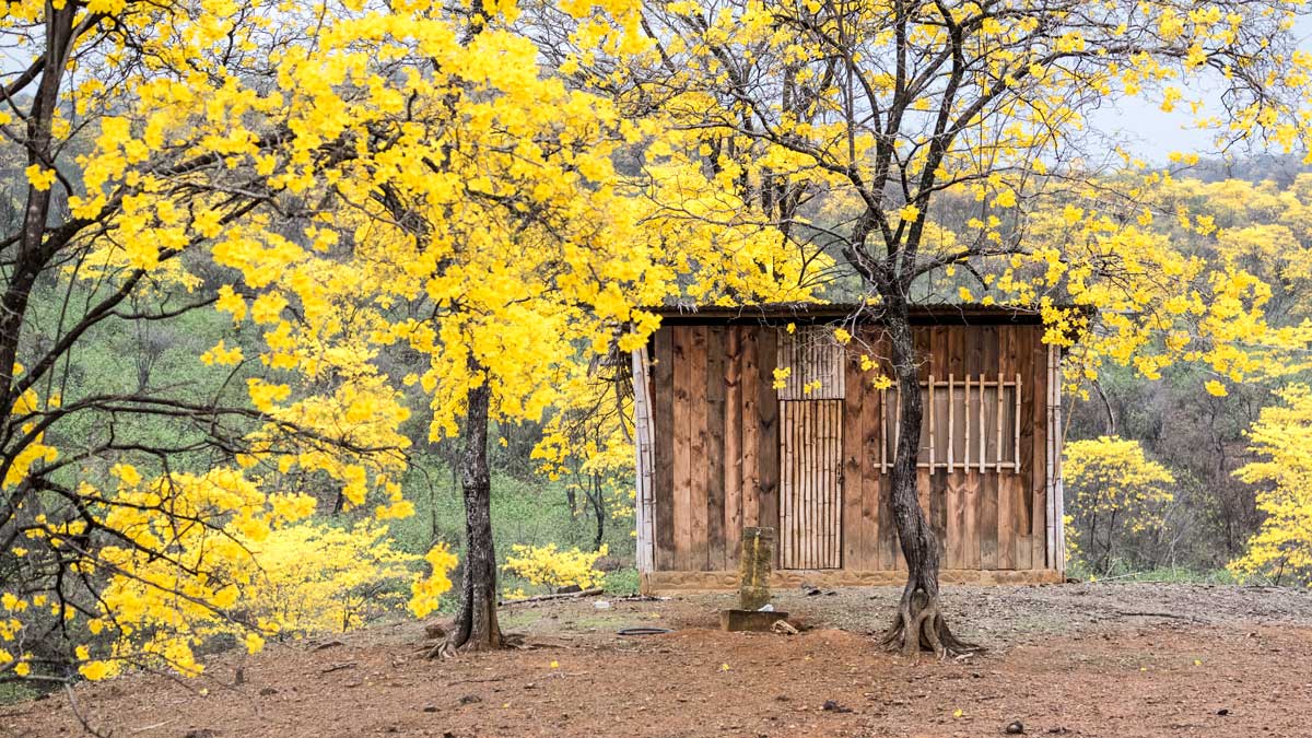 A small cabin among the Guayacanes; Mangahurco, Ecuador | ©Angela Drake