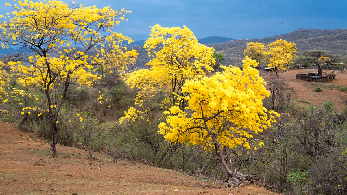 A Brilliant Guayacan; Mangahurco, Ecuador | ©Angela Drake A Brilliant Guayacan; Mangahurco, Ecuador | ©Angela Drake